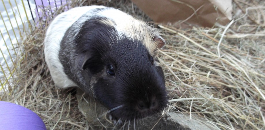 The Dreaded Bloat And How To Deal With It Cavy Adventures